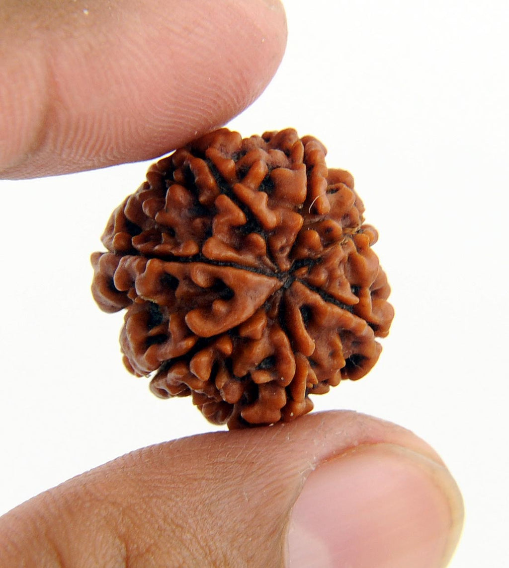 Handpicked Original Rudraksh from Arunachal Pradesh –3, 4 & 5 Mukhi – Natural, Energized & Powerful