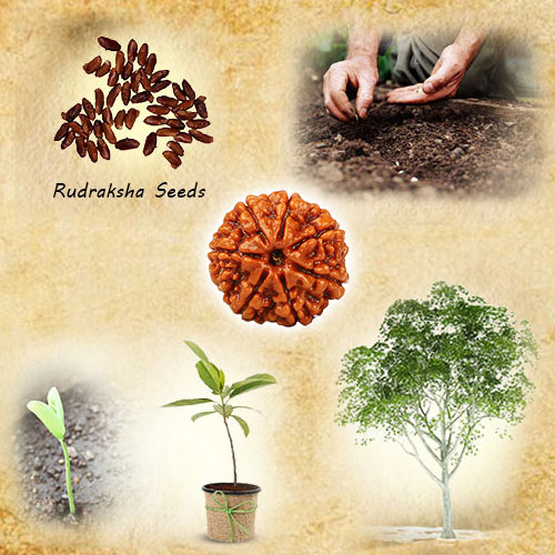 Handpicked Original Rudraksh from Arunachal Pradesh –3, 4 & 5 Mukhi – Natural, Energized & Powerful