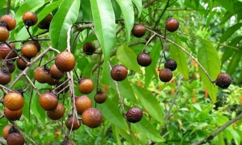 Handpicked Original Rudraksh from Arunachal Pradesh –3, 4 & 5 Mukhi – Natural, Energized & Powerful